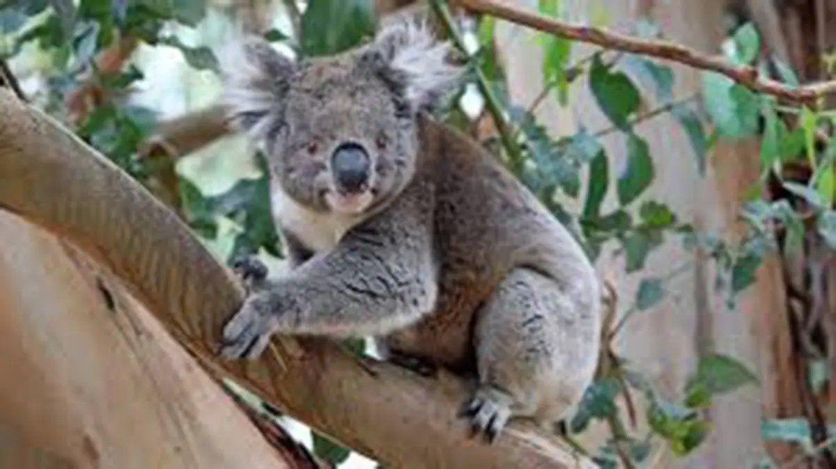 Rapid koala rebound boosts genetic diversity