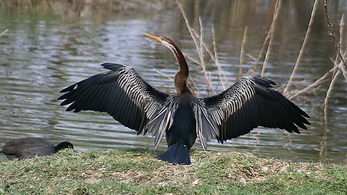 Oriental Darters: Urban Waste Hazard in Bengaluru Lakes