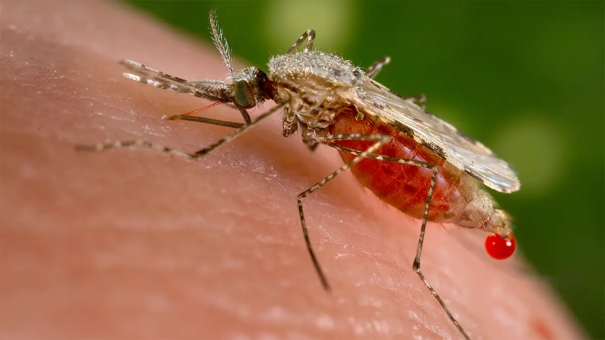 Anopheles stephensi – Rising Threat of Urban Malaria