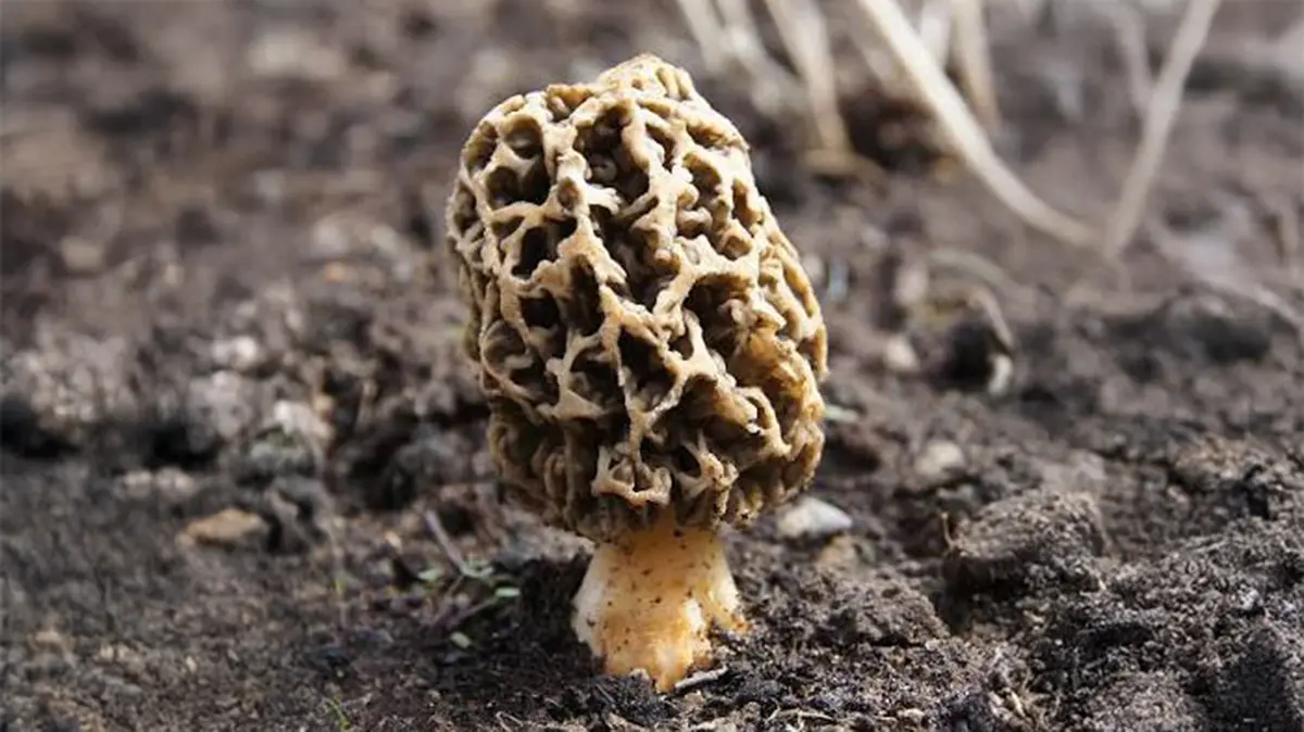 Gucchi Mushrooms: The Rs 40,000-a-kg Morel on the BRICS Menu