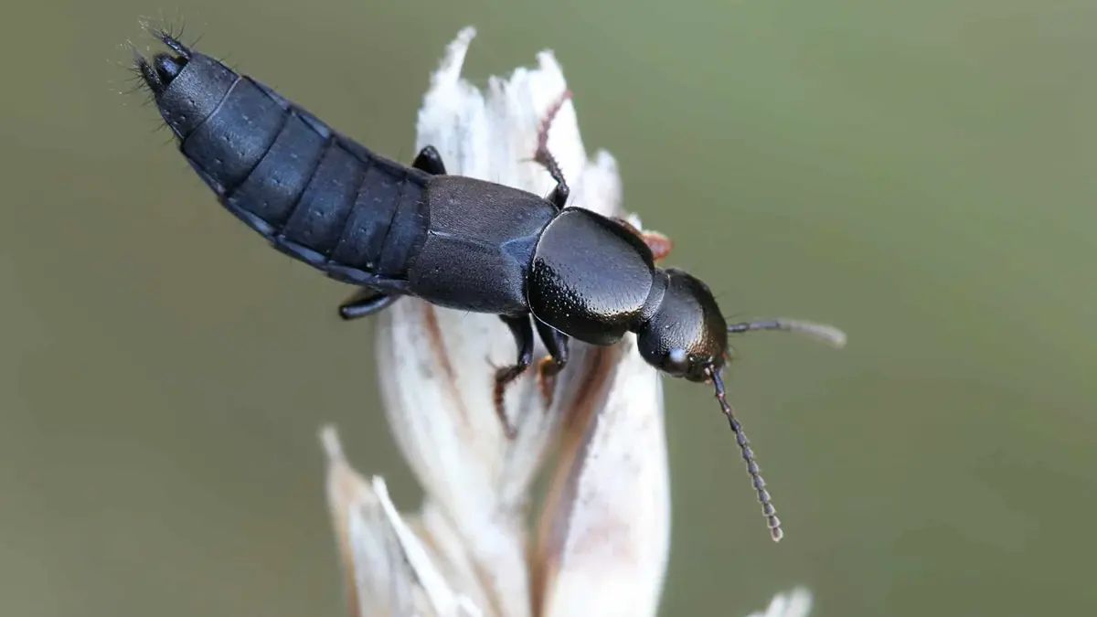 Discovery of new rove beetle species – Spotlight on biodiversity