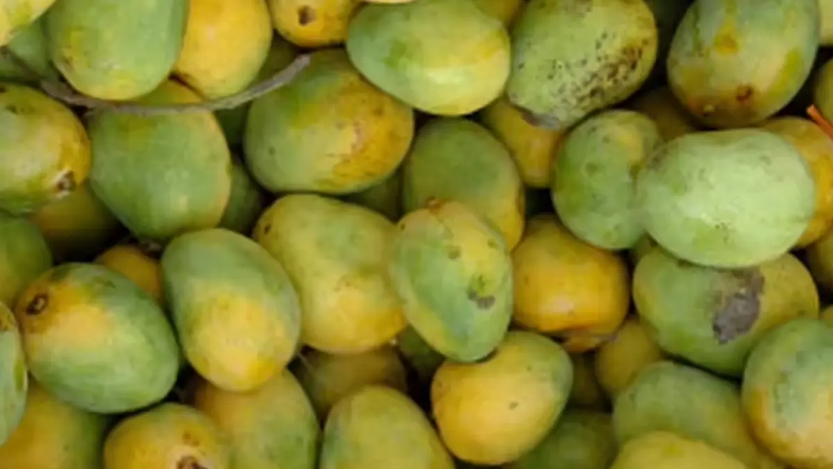Jardalu mangoes of Bhagalpur reach national dignitaries