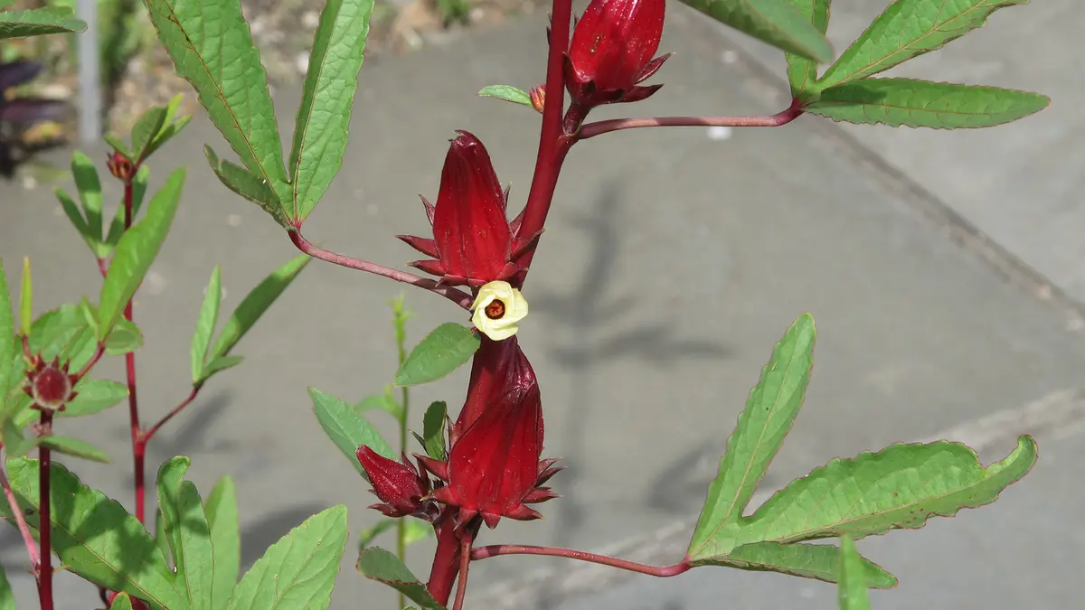 Roselle: Assessing a Dual Food and Fibre Crop for India