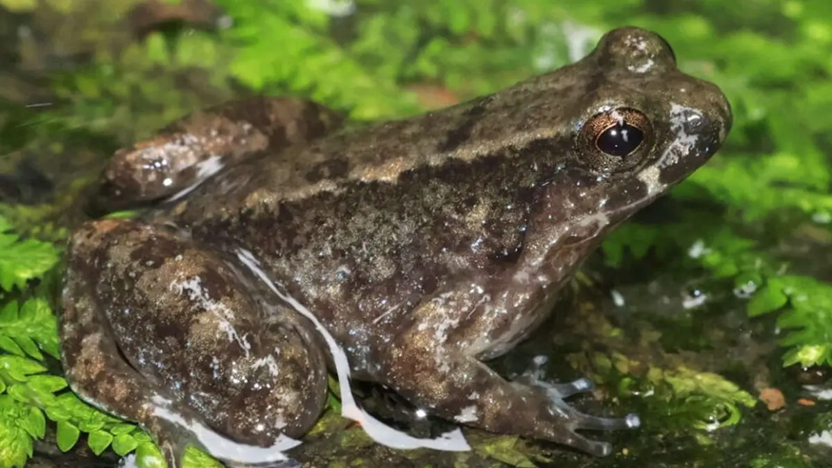 Ingerana occidens – New Trickle Frog from Meghalaya