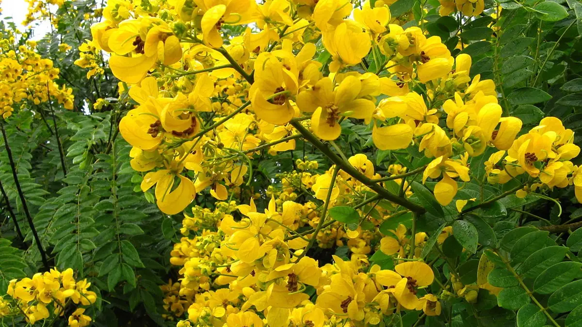 Eradication of the Invasive Tree Senna spectabilis