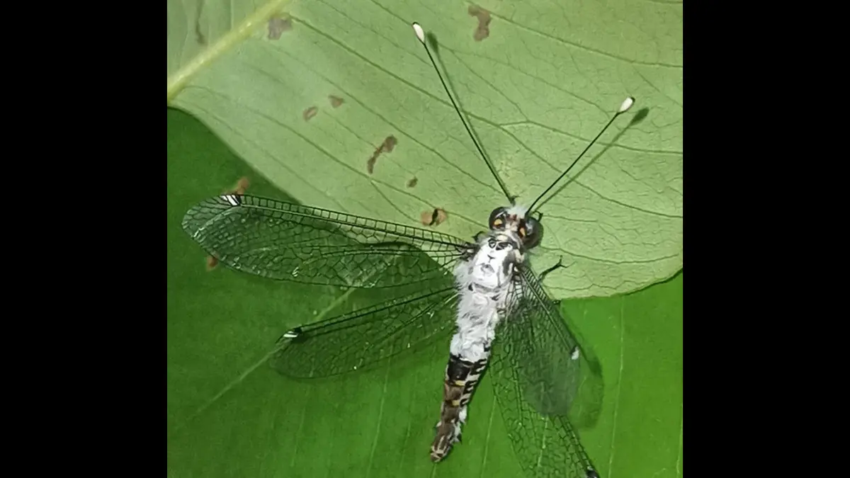 Protidricerus albocapitatus – New Owlfly Species
