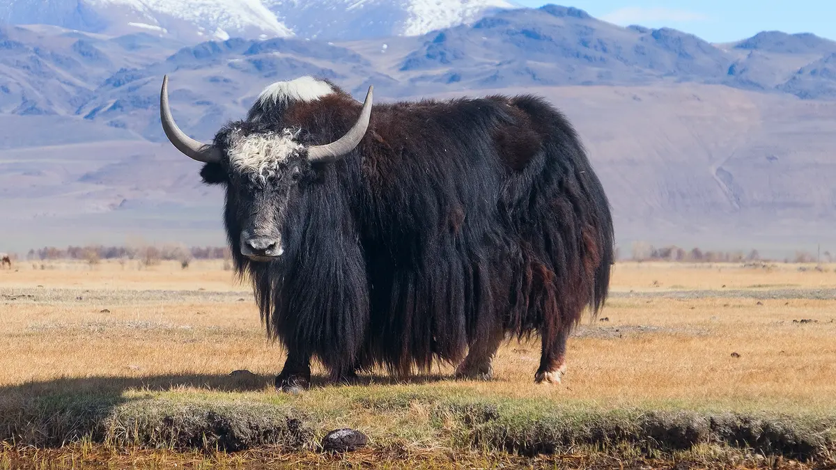 Smart Health and Geo-fencing System for Himalayan Yaks