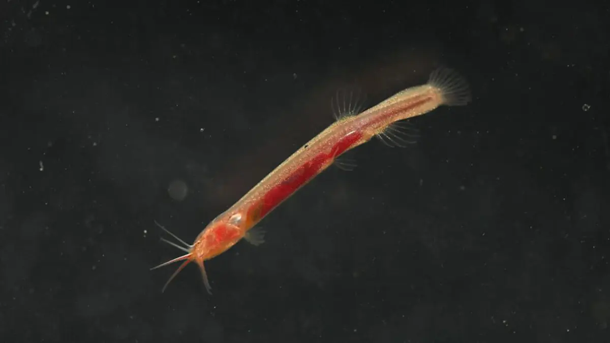 Gitchak nakana – A New Groundwater Fish from Assam