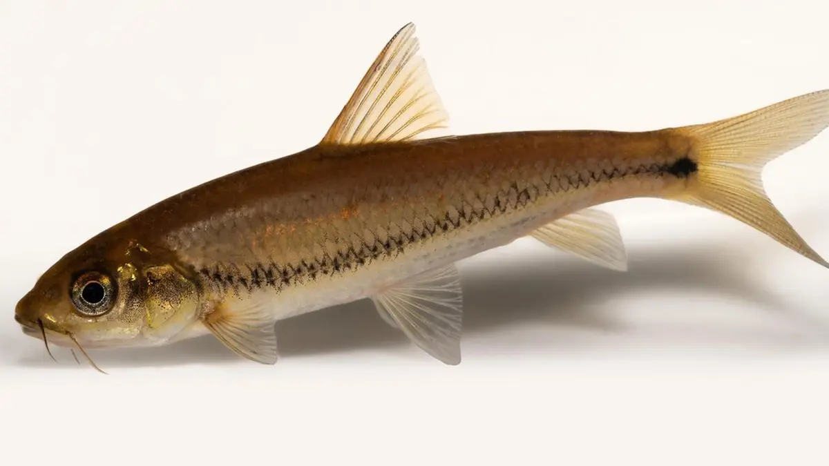 Eechathalakenda incognita – New Freshwater Fish from Kerala