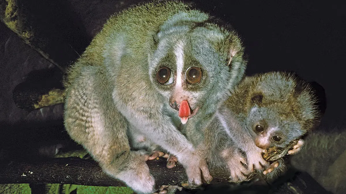 Grey Slender Loris – A Nocturnal Primate of India’s Ghats