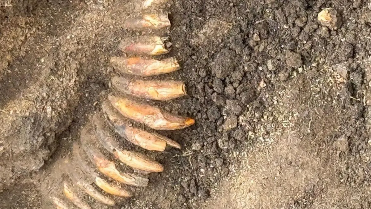 Corded Ware Culture: A 42-Tooth Necklace near Wroclaw