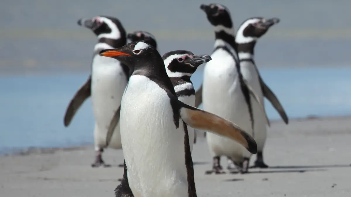 Gentoo Penguin – Bird Flu Reaches Heard Island