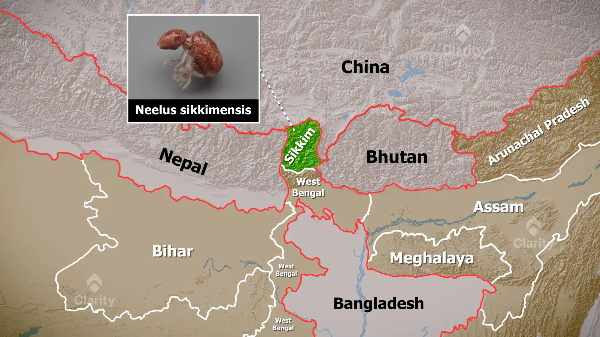 Neelus sikkimensis – a New Springtail Species