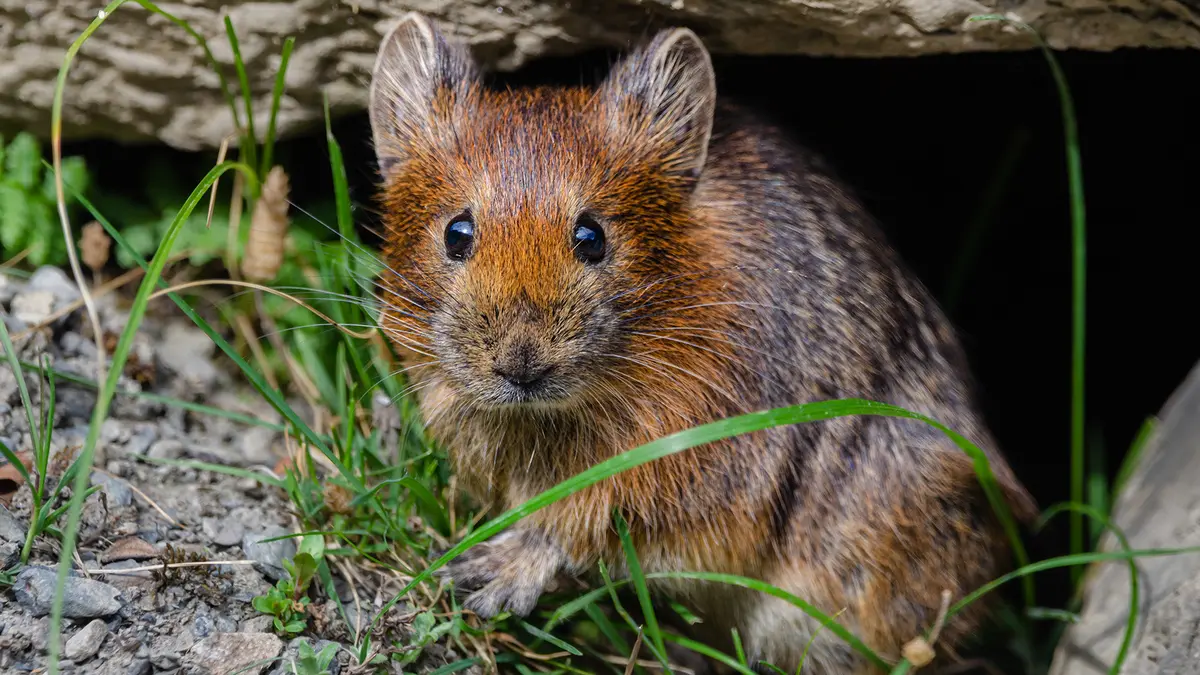 Royle’s Pika – Sentinel of Climate Change