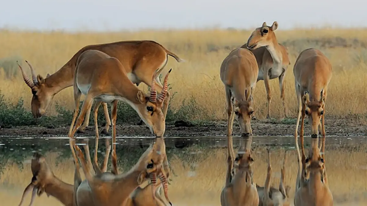 Central Asian Mammals Initiative (CAMI)
