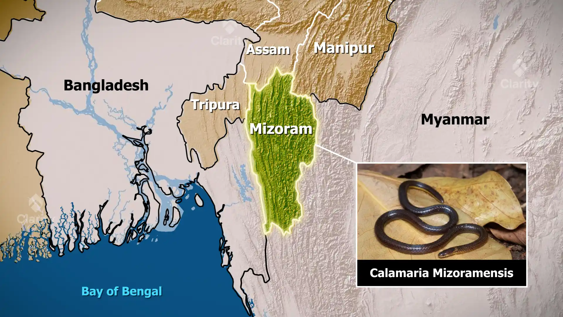 Calamaria Mizoramensis – A Newly Discovered Reed Snake