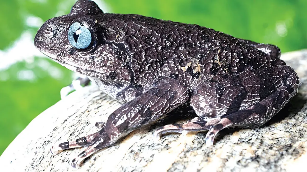 Two New Slender‑Arm Frogs: Soman’s and Mechuka