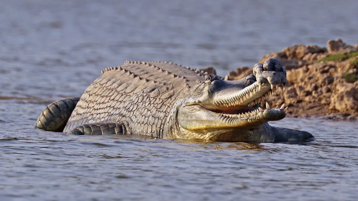 Gharial Hatchlings Released in Bihar’s Gandak River
