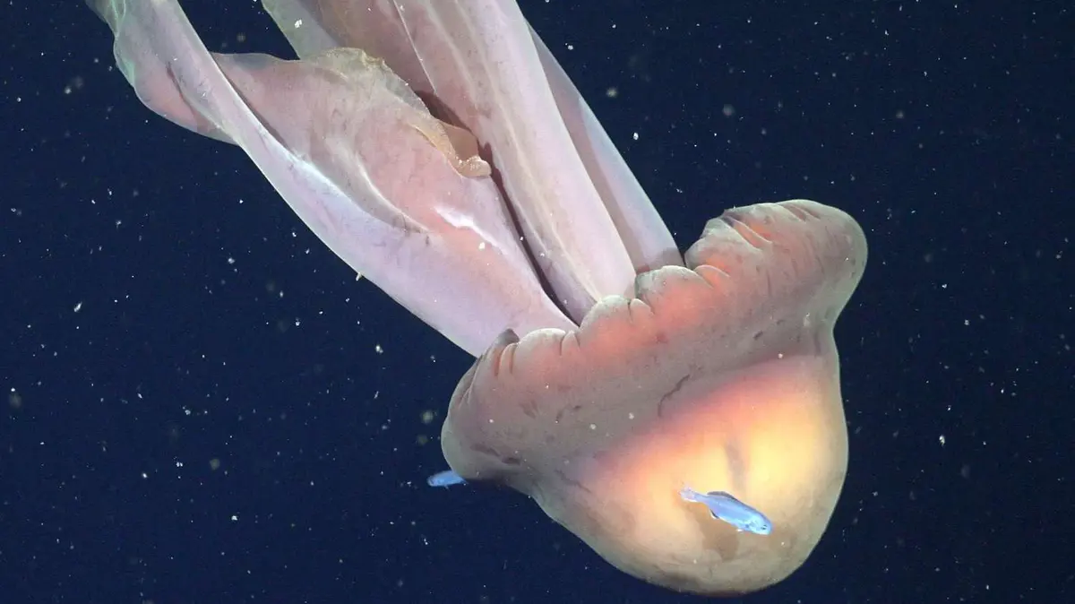 Giant Phantom Jellyfish Spotted in the South Atlantic