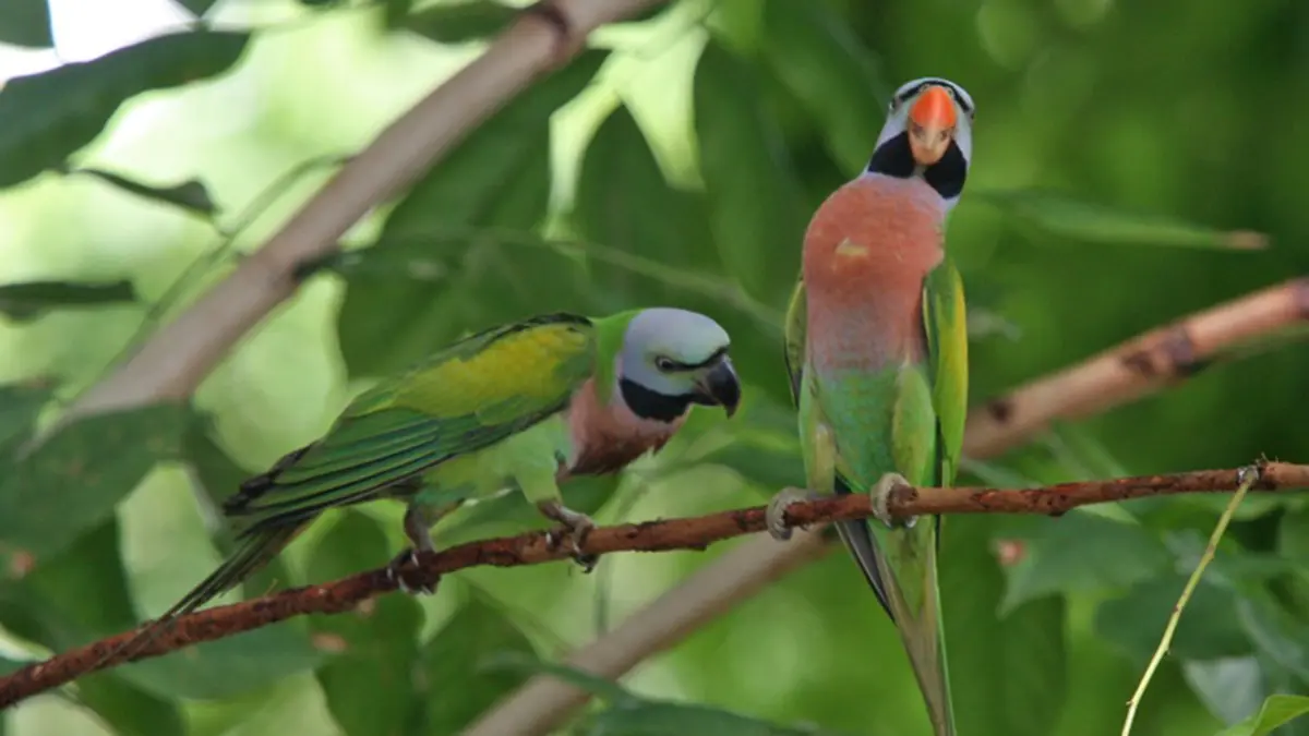 Rare Red‑Breasted Parakeet Spotted at NIT Patna