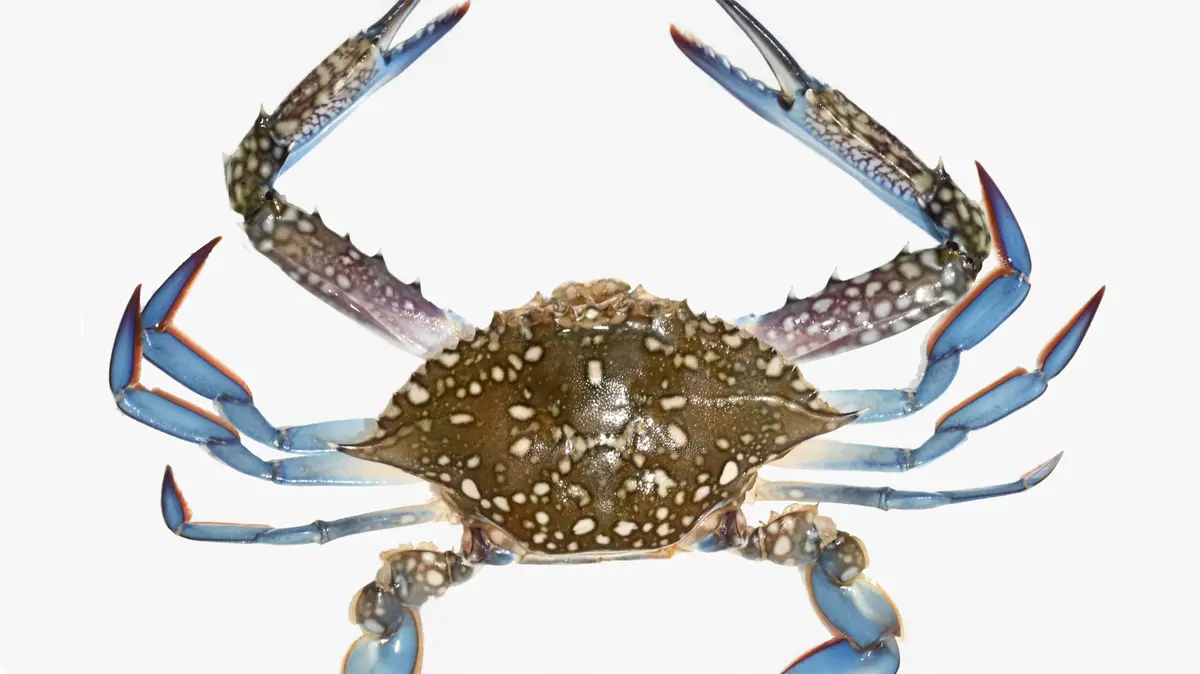 Blue Swimmer Crab – Demonstration of Sustainable Farming Technology