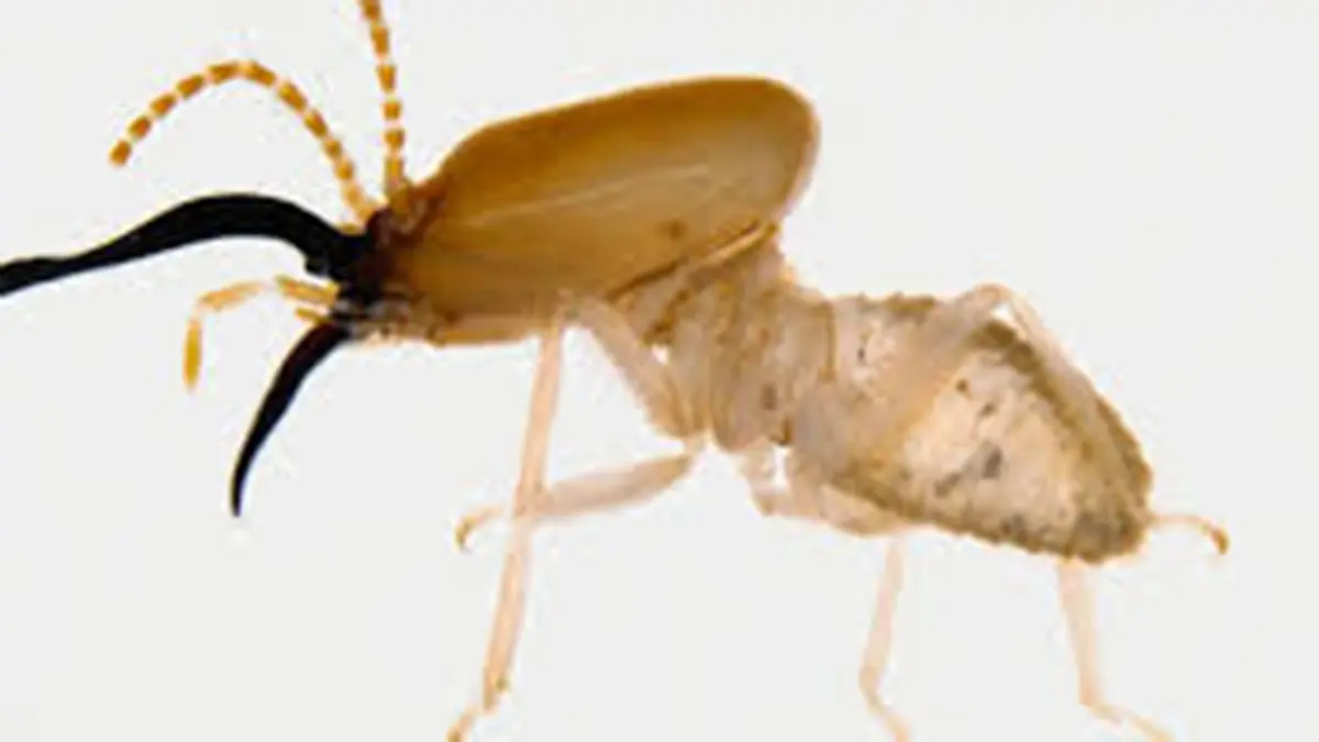 Pseudocapritermes novus – New Soil‑Feeding Termite