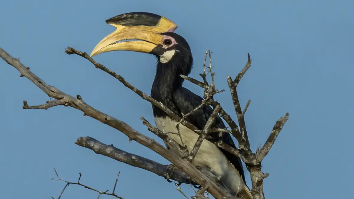 Malabar Pied Hornbill and the “Hornbill Restaurant” Initiative
