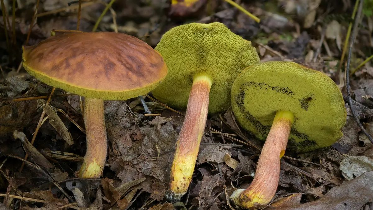 Hemileccinum Indicum – New bolete mushroom from Uttarakhand