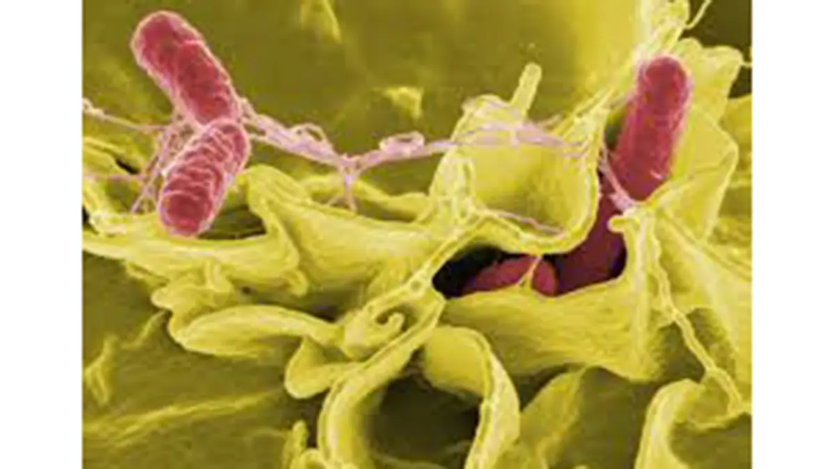 Salmonella – understanding the bacteria and staying safe