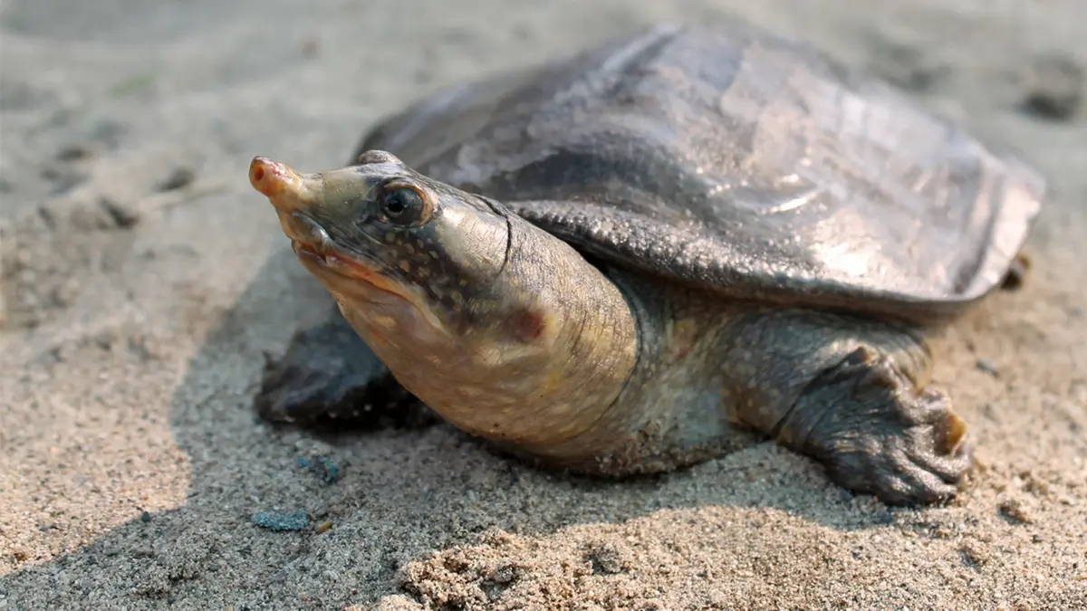 Indian softshell turtles – Smuggling thwarted in Greater Noida