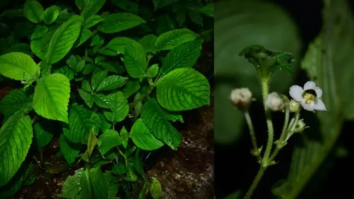 Crassicaulis middletonii