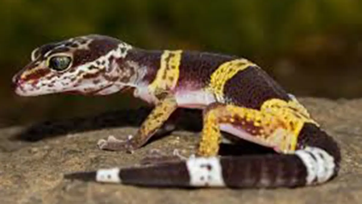 Painted Leopard Gecko – a newly described lizard
