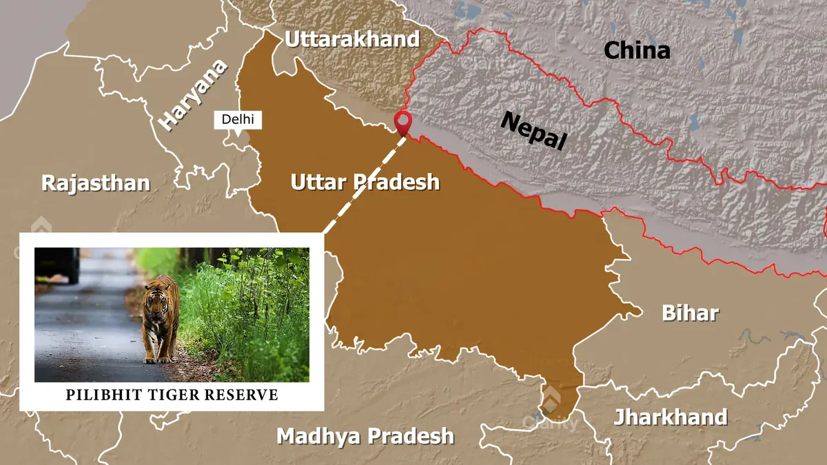 Pilibhit Tiger Reserve – Tiger Death and Conservation