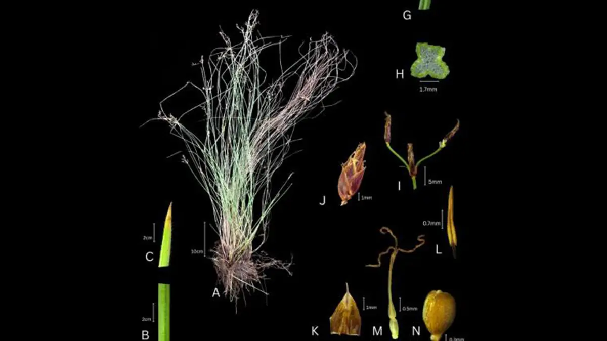 Fimbristylis wayanadensis – New Plant Species from Wayanad