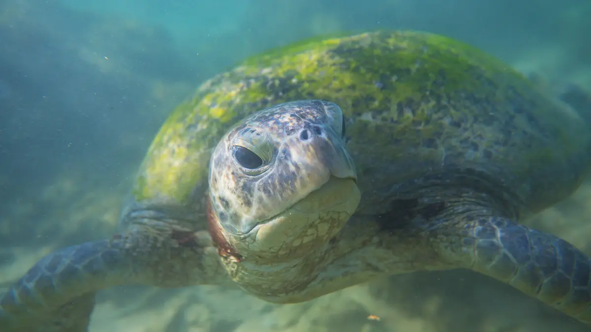 Green Sea Turtle Recovery