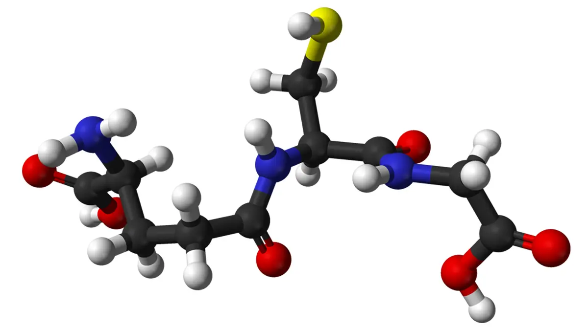 Glutathione Transport and Protein Folding
