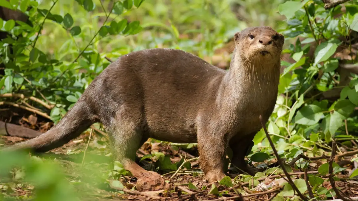 Smooth-Coated Otter – Important Cauvery Habitat Reported near Mettur