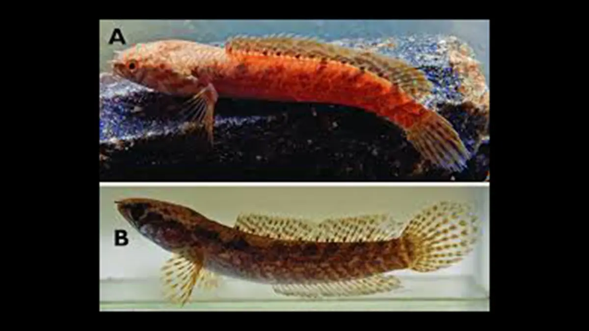 Channa bhoi – A New Snakehead Species from Meghalaya