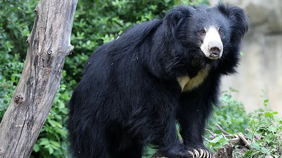 Sloth Bear Strays into Airport