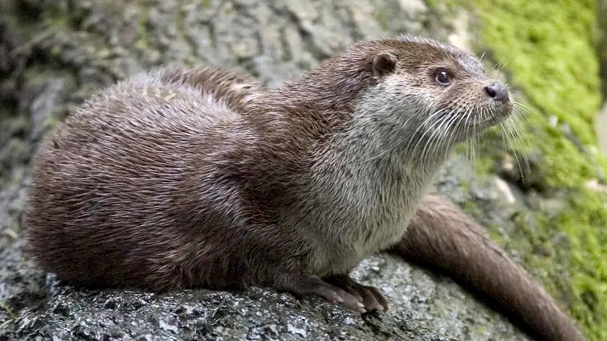 Return of the Eurasian Otter to Kashmir