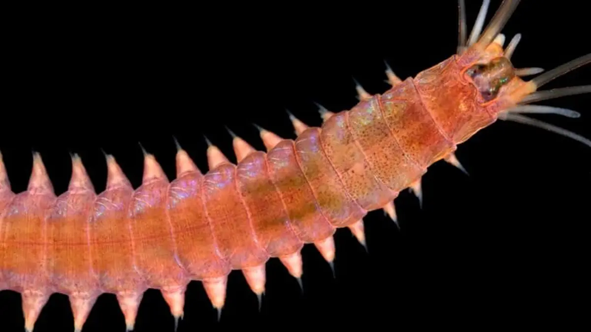 Polychaete Worms: Ecological Role and Hatchery Feed Demand