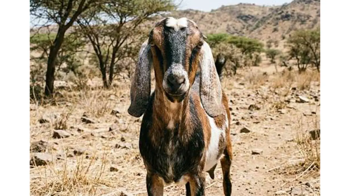 Malabari Goat: Mitogenome Links Kerala Breed to Iraq's Meriz Goats