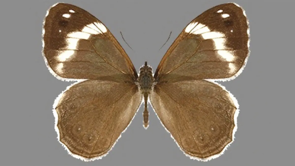 New Butterfly Species – Chonala albistricta from Arunachal Pradesh