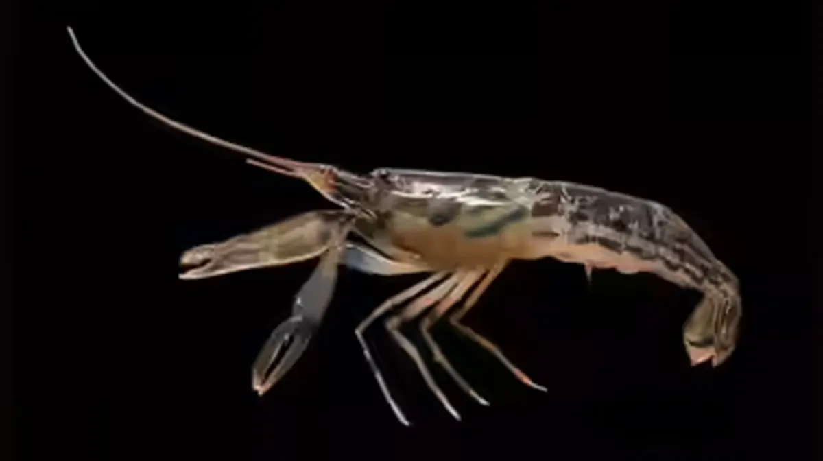 Alpheus madhusoodanai: New Pistol Shrimp from Kerala