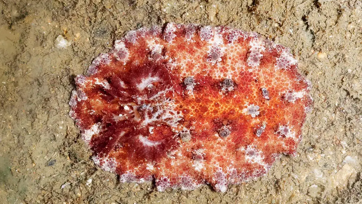 Rare sea slug spotted in Mumbai