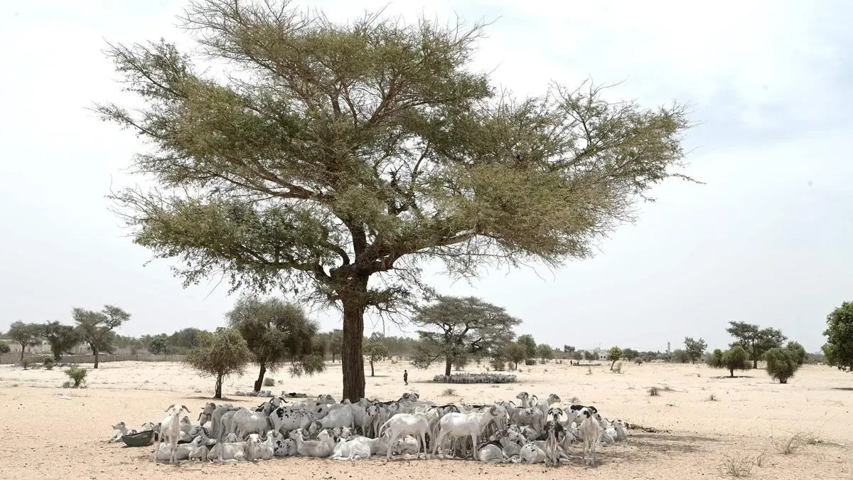 Rift Valley Fever Outbreak in Mauritania and Senegal