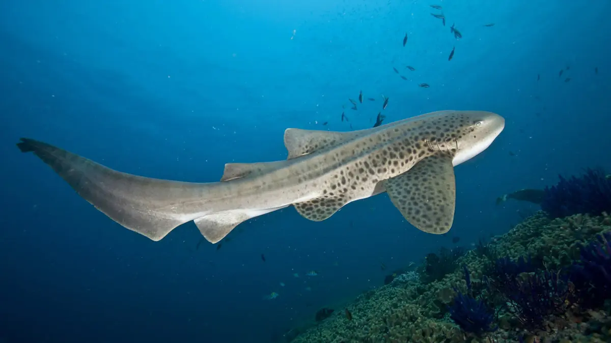 Rewilding of Indo‑Pacific Leopard Sharks in Thailand