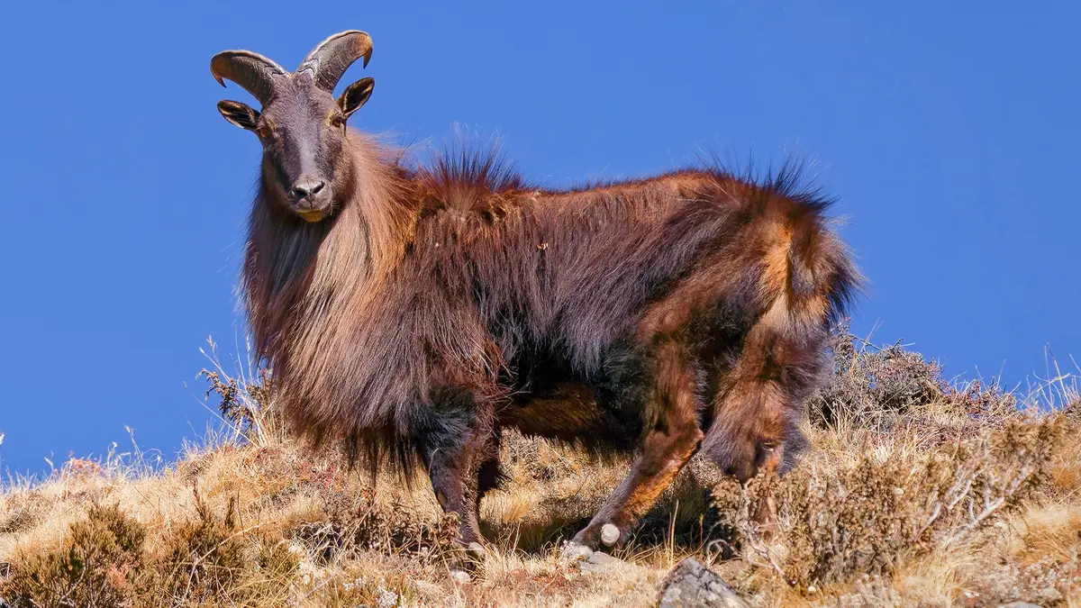 Himalayan Tahr and Waste Threats