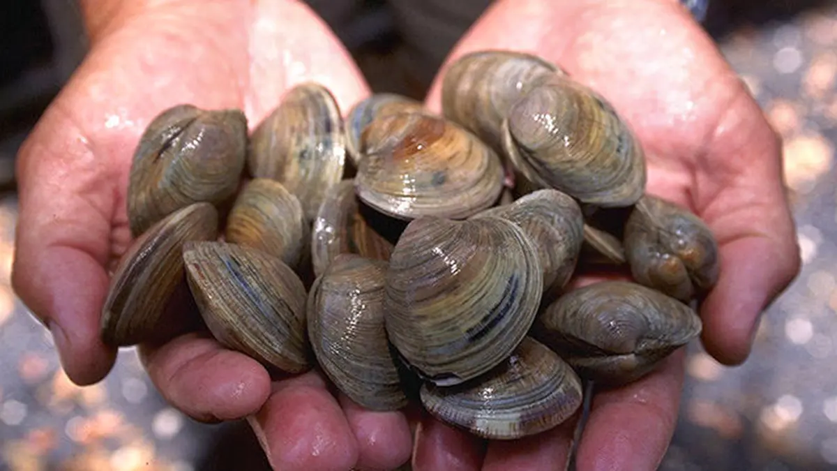 Recovery of Short‑neck Clams in Kerala’s Ashtamudi Lake