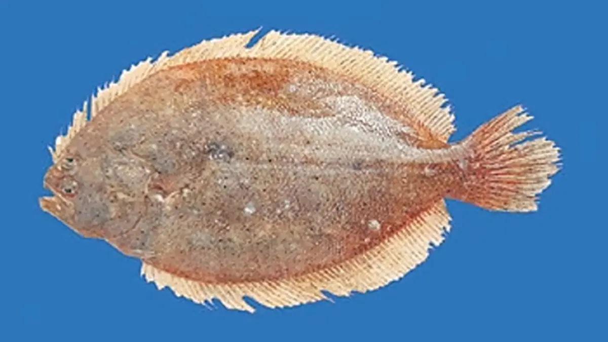 Pseudorhombus bahudaensis – New Flounder Species
